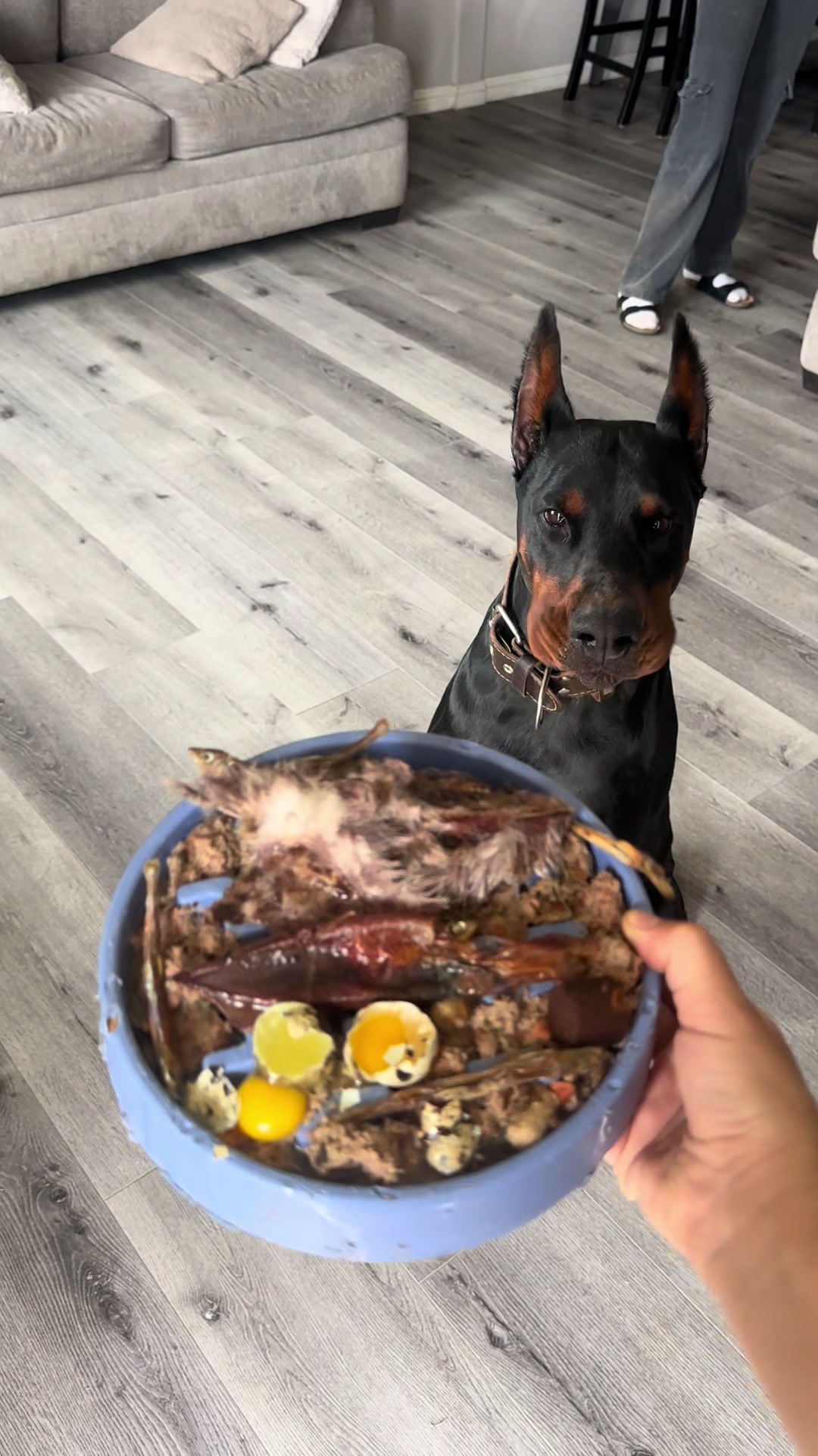 TikTok post by @ragerthedobie_ for Wuffes. Caption reads: [...] @Open Farm Pet order 🤍 Link in bio for....