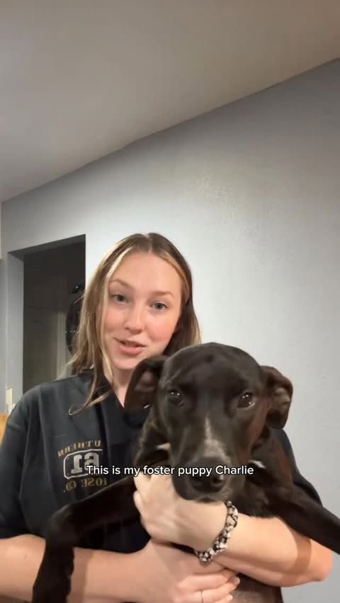 Instagram post by @mythologicaldogs for Oneisall. Caption reads: Let’s talk about our dogs water health 👀

In a....