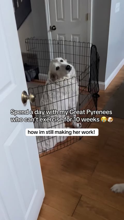 Instagram post by @tfo300 for Open Farm Pet. Caption reads: It’s week 5 of Lily’s recovery and @openfarmpet....