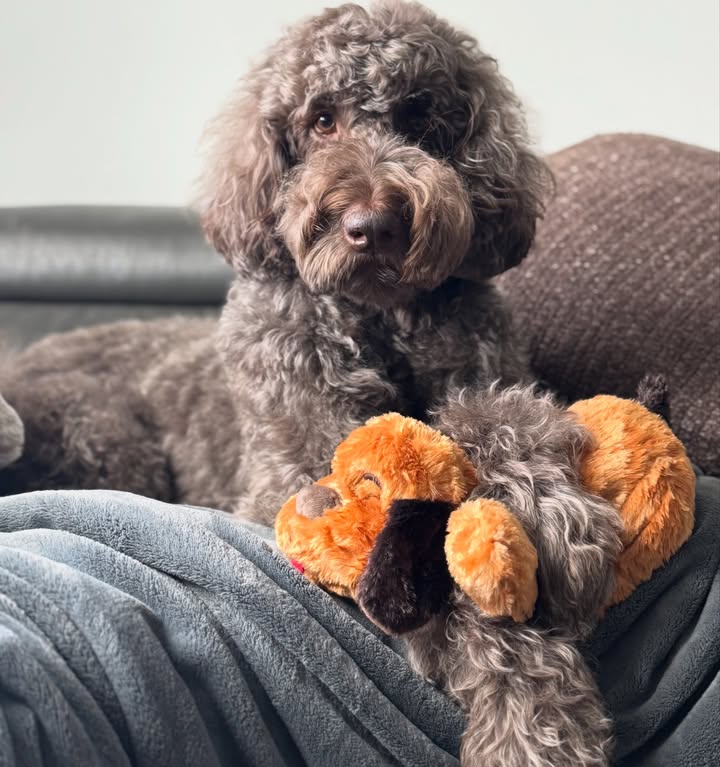 Instagram post by @mochadoodle__ for Pupfluence. Caption reads: [...] Sending cuddles from me to you ✨ #pupfluence....