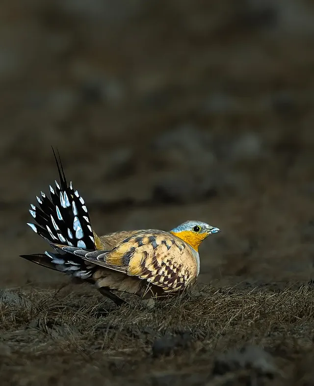 Instagram post by @jainymariak for Canon USA. Caption reads: Spotted Sandgrouse - Gujarat, India Copyright....