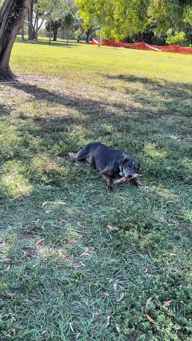 Instagram post by @ricthelisouza for Tractive. Caption reads: [...] safety is everything to me 🐶❤️ With....