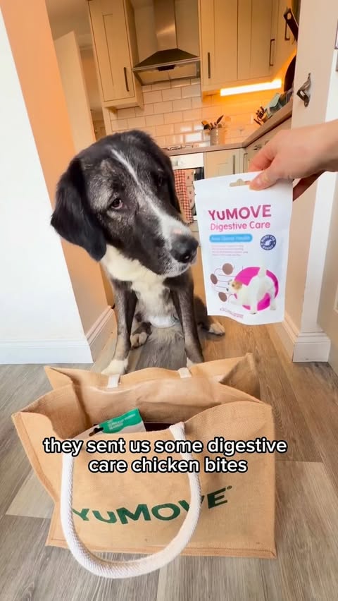 Instagram post by @thegentlegiantsarah for YuMOVE. Caption reads: Unbox our YuMove package with us 🐾 💚 It’s Crufts....