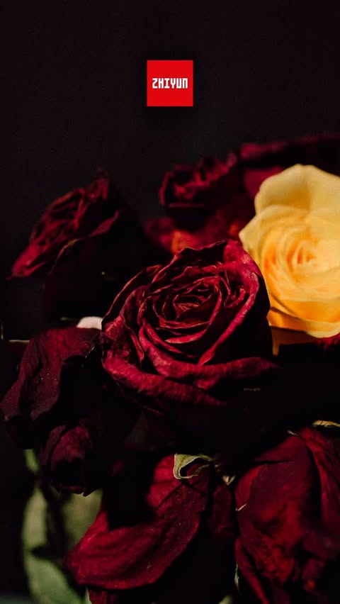 Instagram post by @yyc_street_photography for ZHIYUN. Caption reads: [...] Created this set using roses and the....