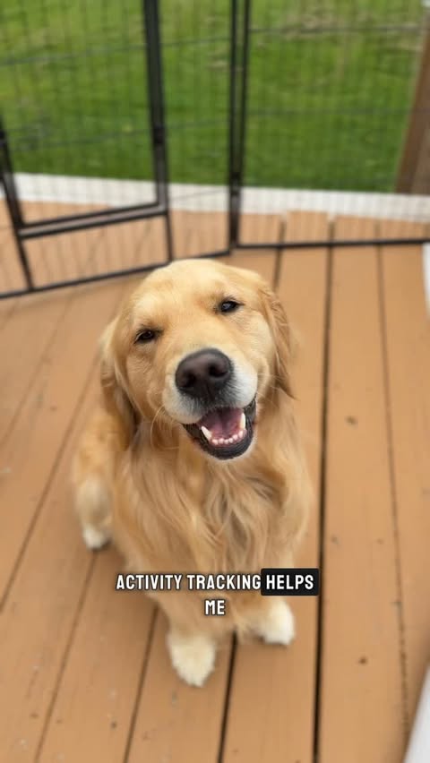 Instagram post by @theauergoldens for Tractive. Caption reads: @tractive makes being a dog mom so much easier....