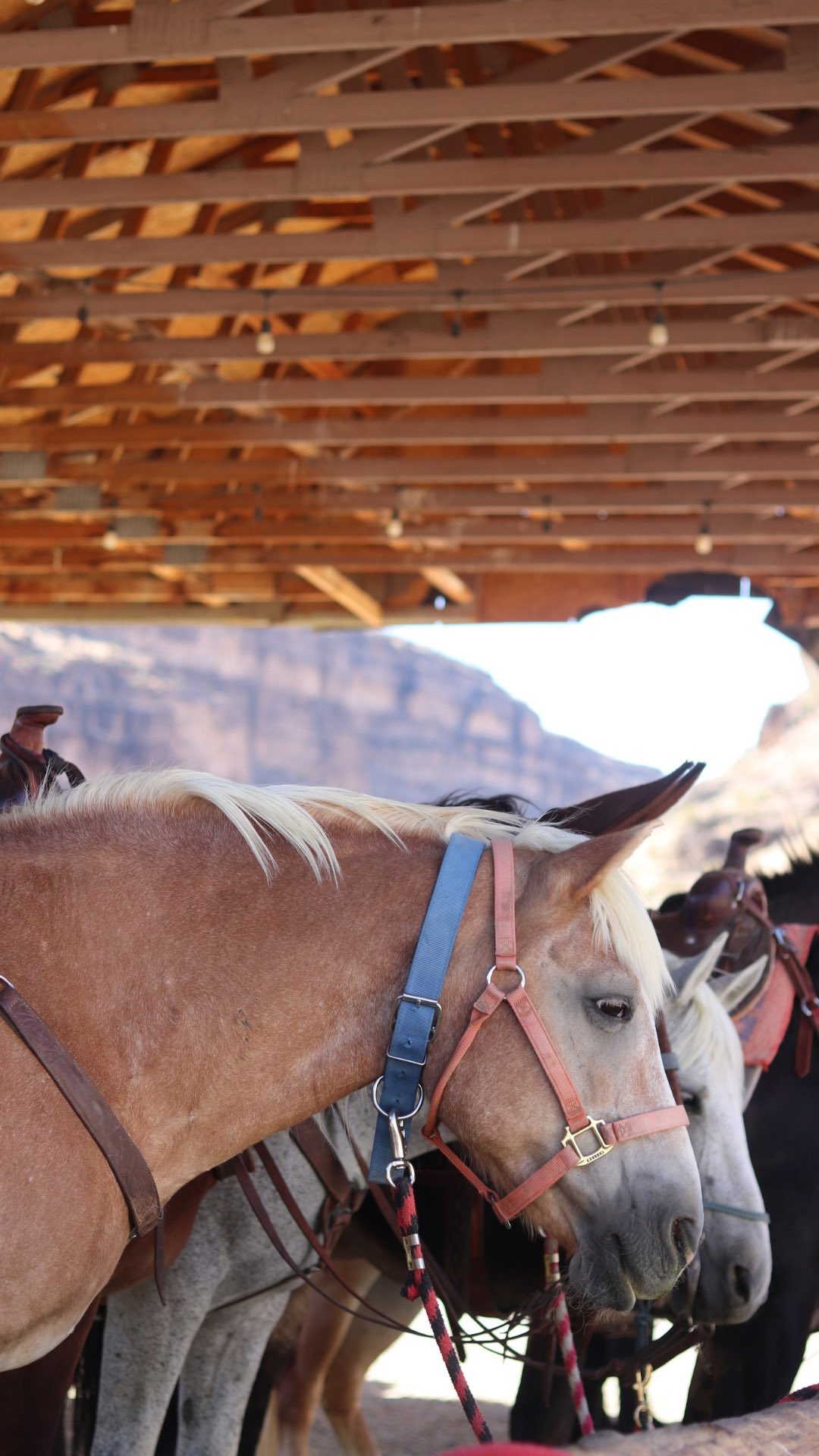 Instagram post by @taylorramsue for Canvas Beauty Brand. Caption reads: I prayed for moments like this. My first brand....