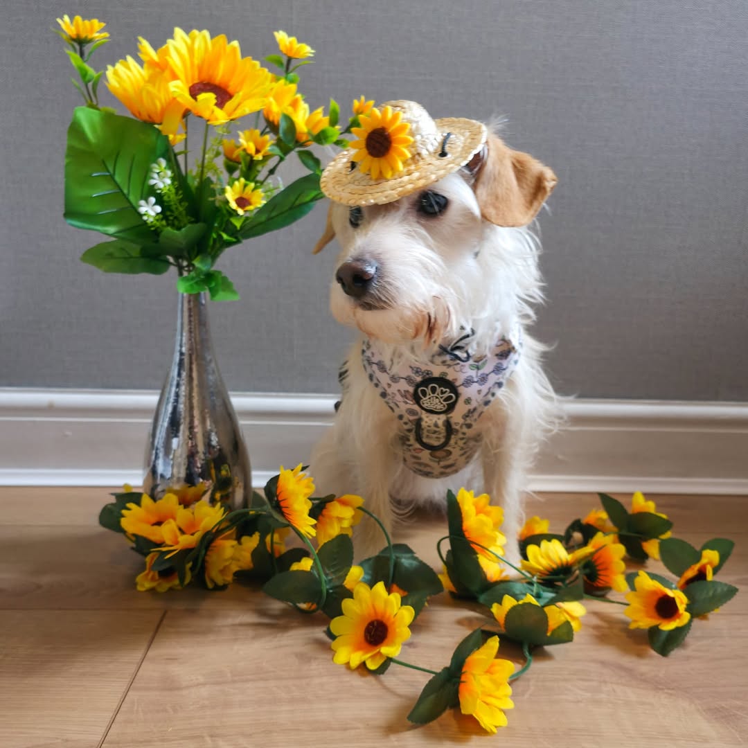 Instagram post by @bea_russell2021 for Hello Beenie. Caption reads: [...] my 'Over the Rainbow' harness from....