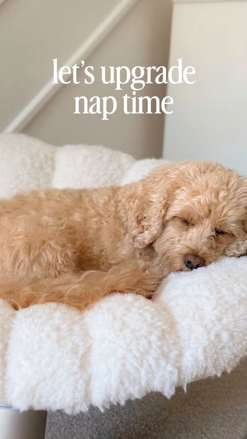 Instagram post by @theteddietales for Tavo Pets. Caption reads: [...] shell pet bed and swaying lounger from....