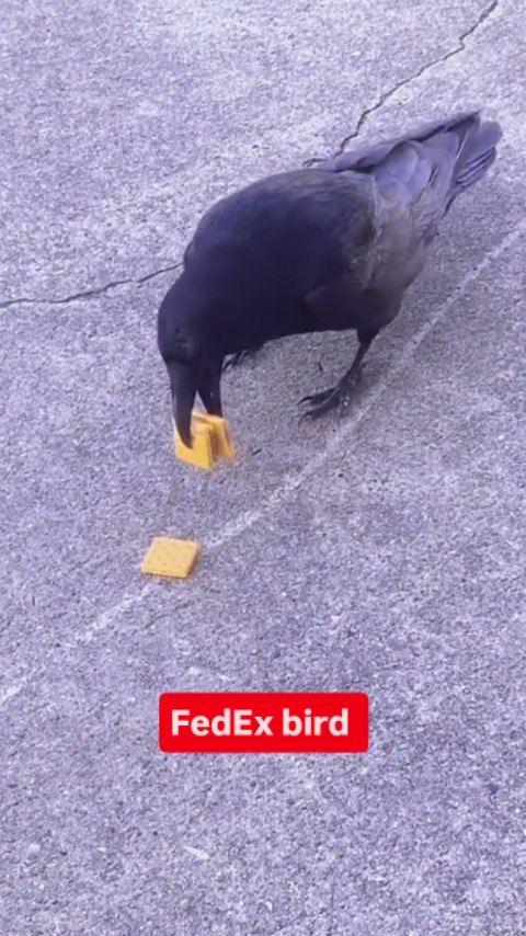 Instagram post by @cute_pets_moments for FedEx. Caption reads: What do you expect 😂😂. Like and follow us....