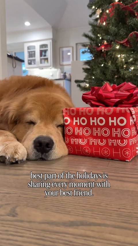 Instagram post by @cooper.thegoldenboy for Wellness Pet Food. Caption reads: [...] and his top pick was easy — the....