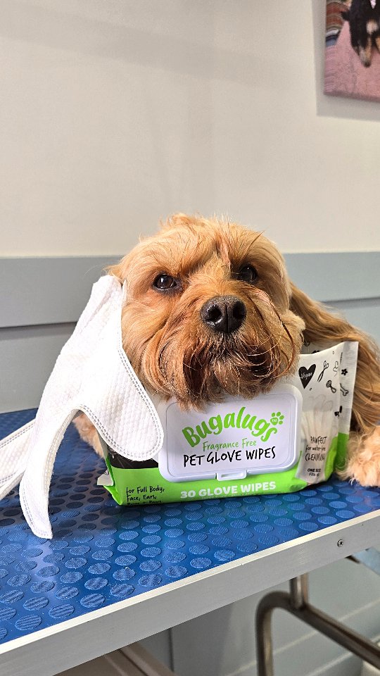 Instagram post by @bob_boris_cavapoos for Bugalugs Pet Care. Caption reads: [...] 🐾💦

ɴᴏ ʙᴀᴛʜ? ɴᴏ ᴘʀᴏʙʟᴇᴍ! ᴛʜᴇ....