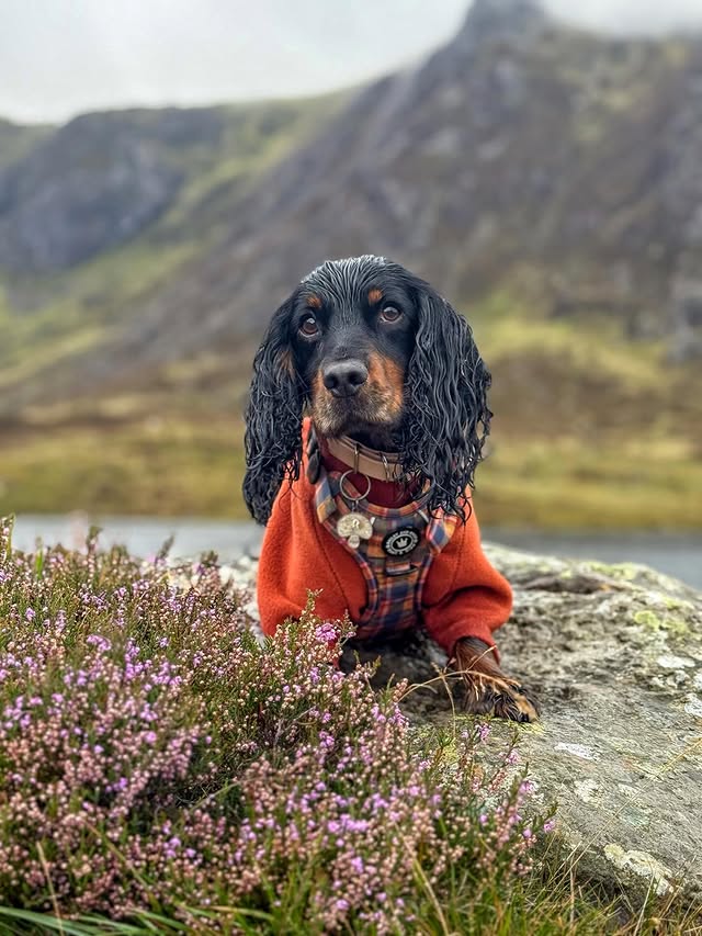Instagram post by @adventurous_pawss for Bailey and Coco. Caption reads: [...] have a tent 🤭 OOTD: ✨Harness....