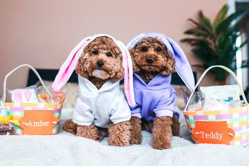 Instagram post by @teddy.the.prince for Harry & David. Caption reads: How do you make Easter easier? 
Replace "t" with....