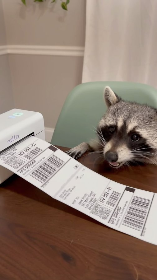 Instagram post by @titotheraccoon for Rollo. Caption reads: Special delivery!! Raccoon x @rollo edition....