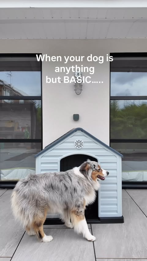 Instagram post by @our_bears_home for Cricut UK & Ireland. Caption reads: ad Apparently my dog wanted her own episode of MTV....