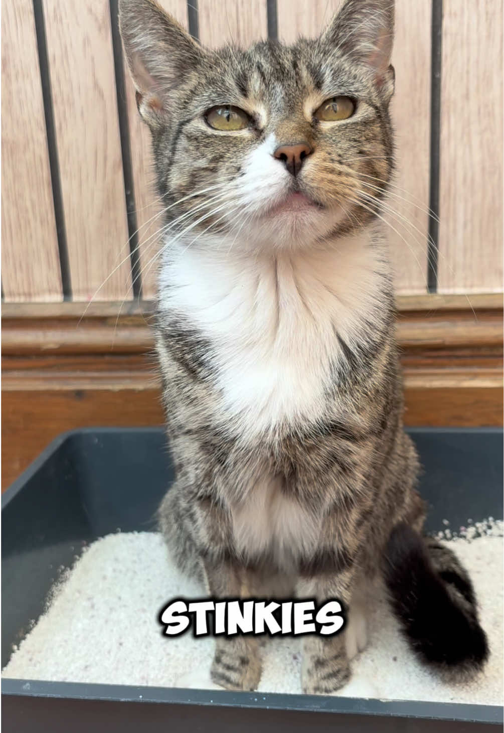 TikTok post by @thecomedycat for PetSnowy. Caption reads: Mittens loves her new PetSnowy self cleaning....