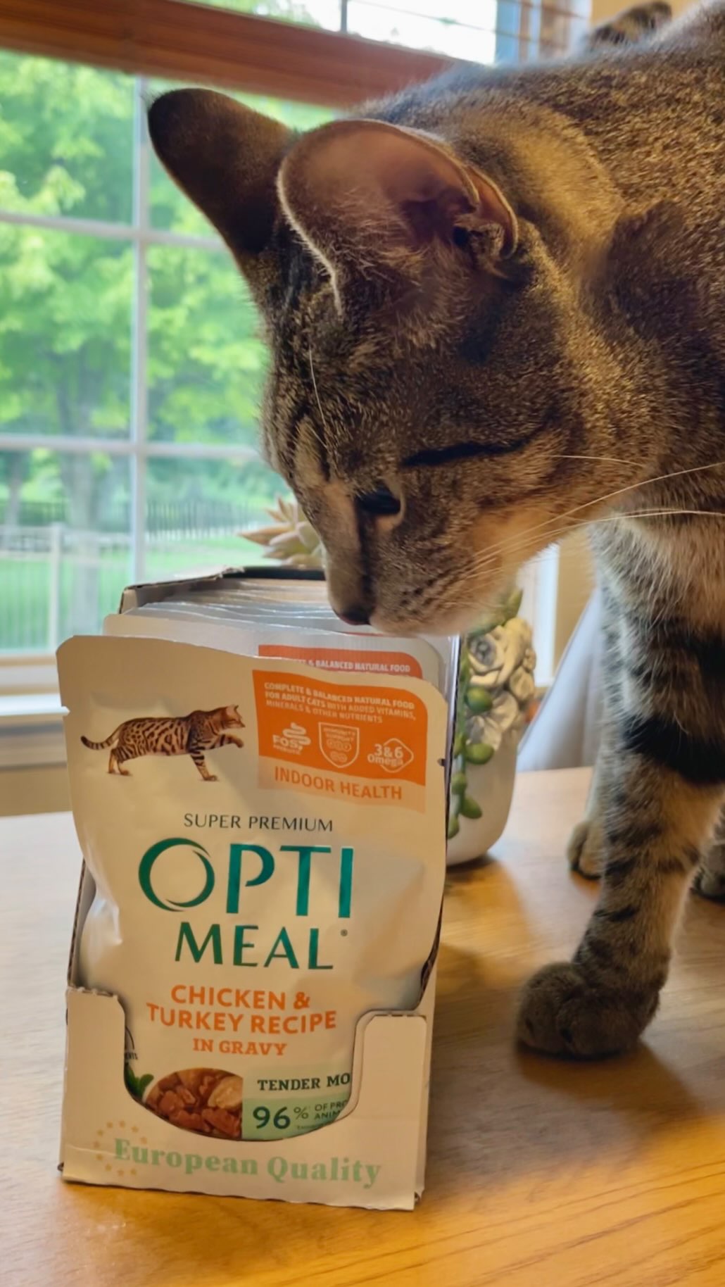 Instagram post by @meeloandmina for Optimeal. Caption reads: [...] us kitties functioning efficiently.....