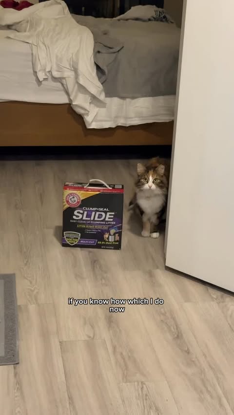 Instagram post by @notwildlin for ARM and HAMMER. Caption reads: 9/10 psychic animal mediums recommend....