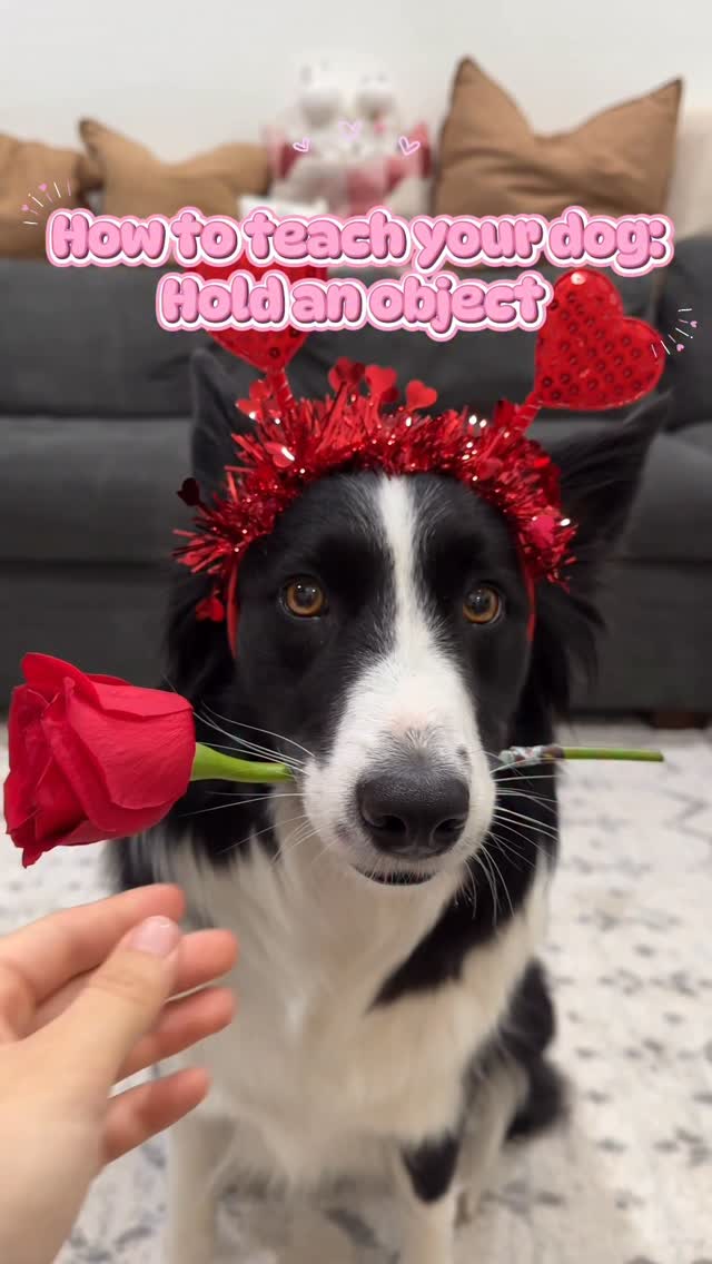 Instagram post by @zerothesupercollie for Open Farm Pet. Caption reads: [...] object or dumbbell • Treats @openfarmpet....