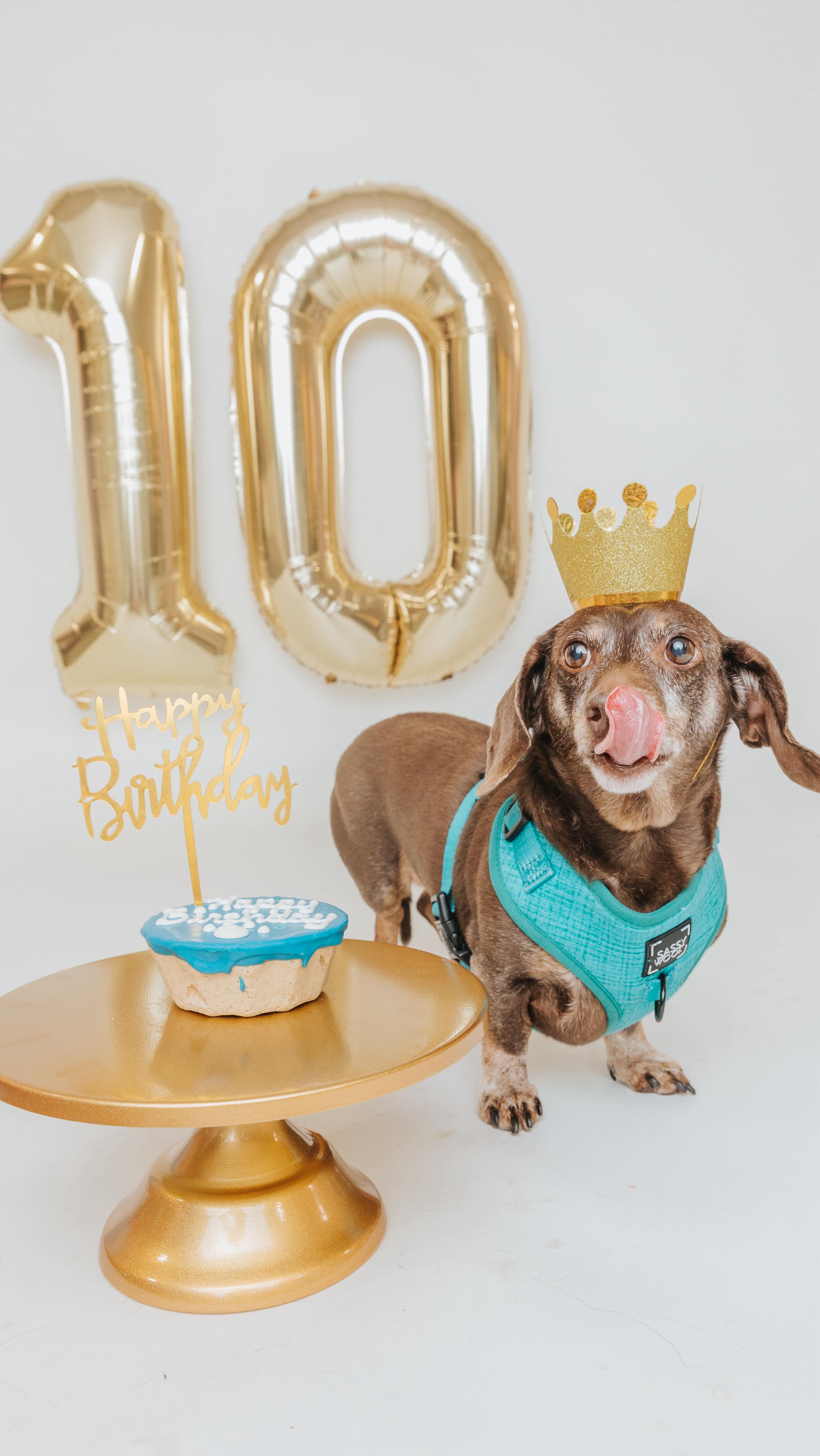 Instagram post by @winstonthedox for Sassy Woof. Caption reads: Dear Winston, you are another year older, another....