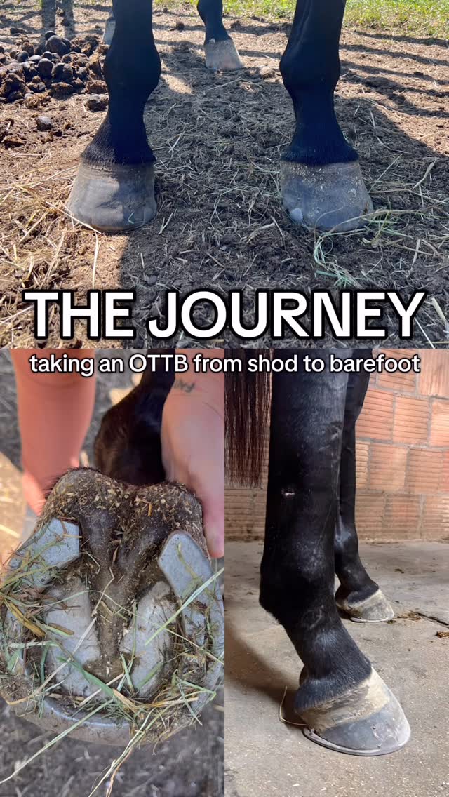 Instagram post by @todaywithgus for Scoot Boots. Caption reads: here is my attempt to summarize our 2.5 year....