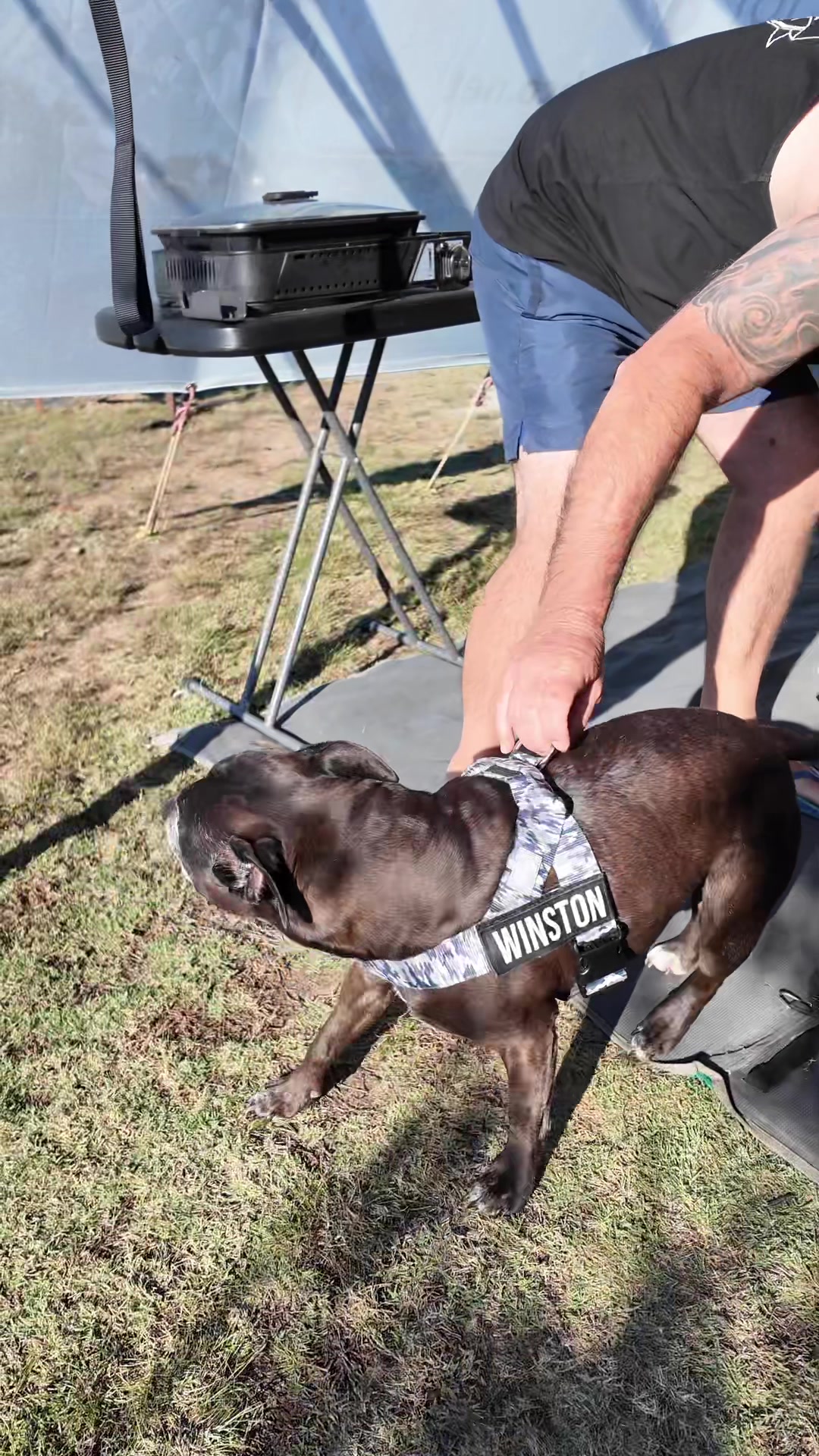 TikTok post by @breakingfree247 for Dog Friendly Co. Caption reads: Did you know it’s International Dog Day ALL week....