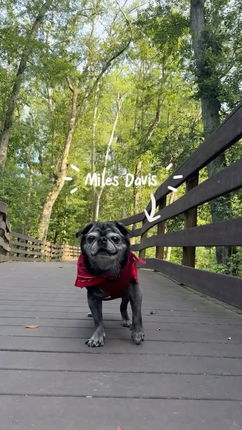 Instagram post by @theevergreens for Petsfit. Caption reads: [...] with his new favorite accessory 🏕️....