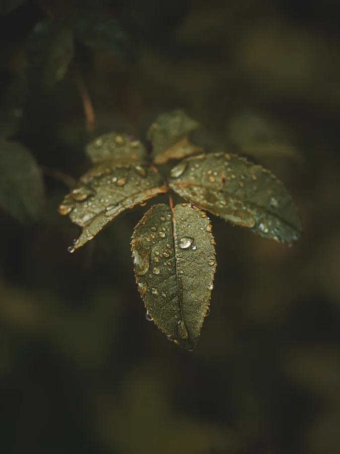 Instagram post by @moody_flowers_ for SIGMA Deutschland. Caption reads: Simplicity... 📸Lens: Sigma 105mm....