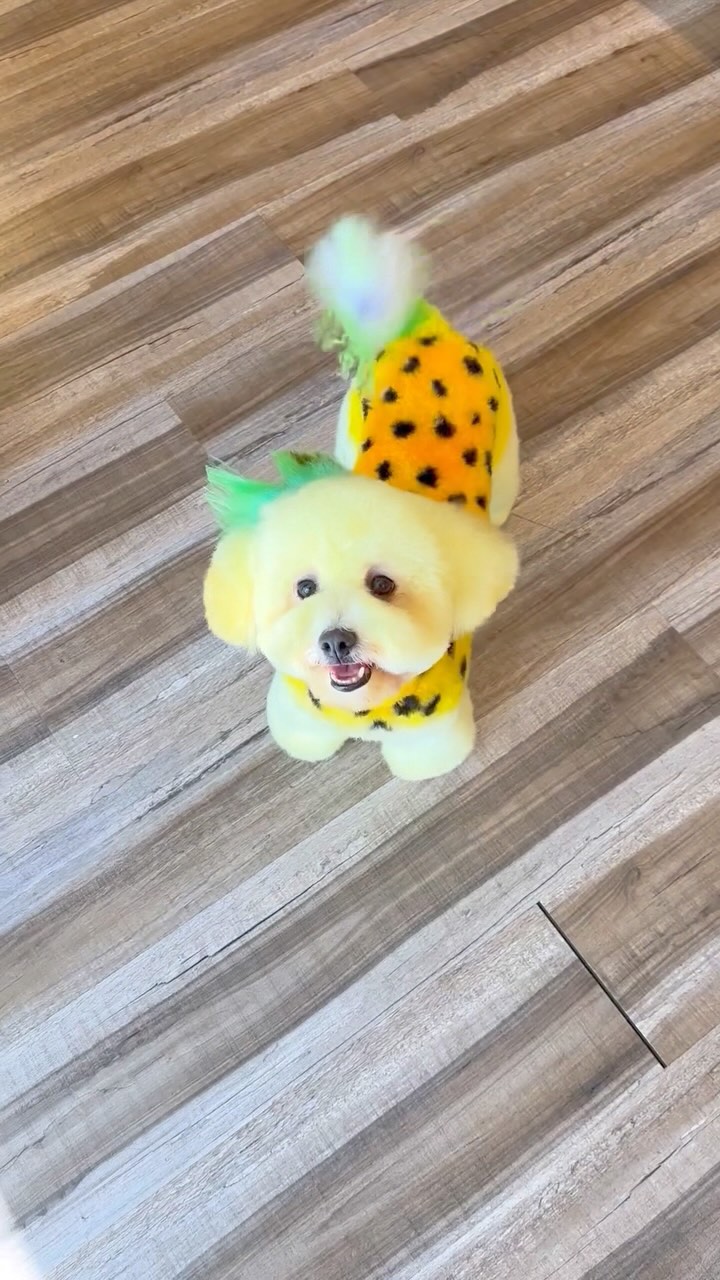 Instagram post by @gabrielfeitosagrooming for Andis Pets. Caption reads: Come visit us at the @andisgrooming booth during....