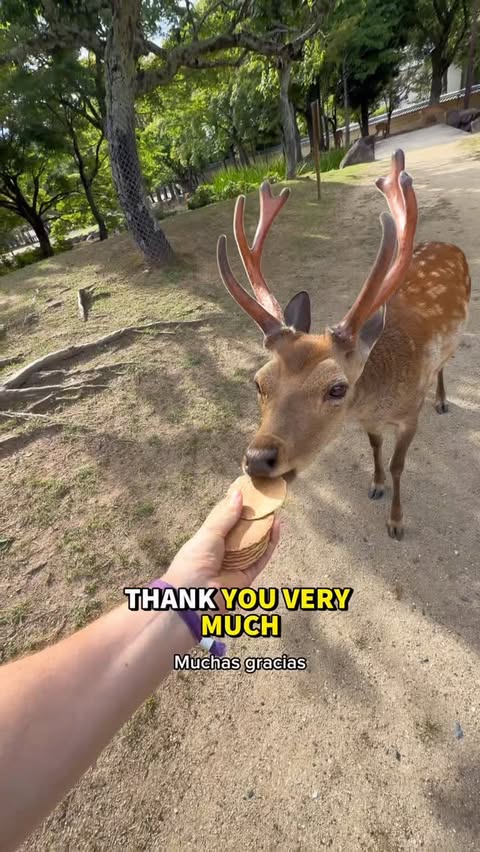 Instagram post by @christian.grossi_ for Saily. Caption reads: [...] biscuits to feed the deer 2. Have your....