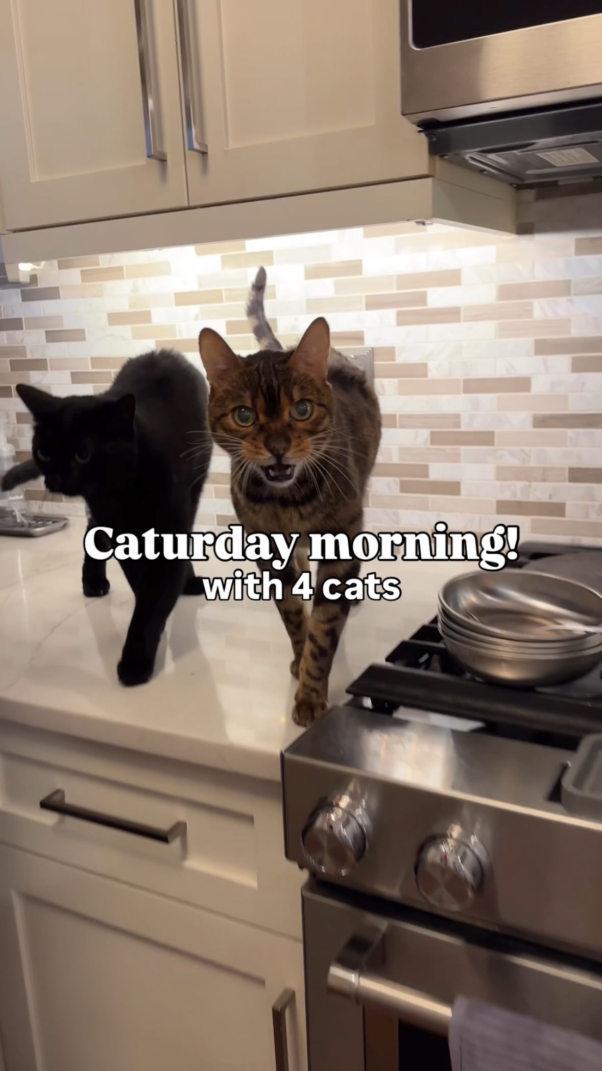 Instagram post by @chicagoblackcat for Darwin's Natural Pet Products. Caption reads: The way Mikita taps Clyde’s paws away. 🤣 The cats....