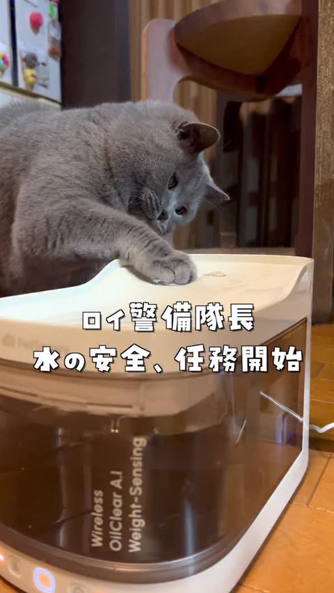 Instagram post by @panisiiti for PetSnowy. Caption reads: ロイ警備隊長、水を点検する🩵🦛 こちらは PetSnowy様より 提供していただきました🐾....