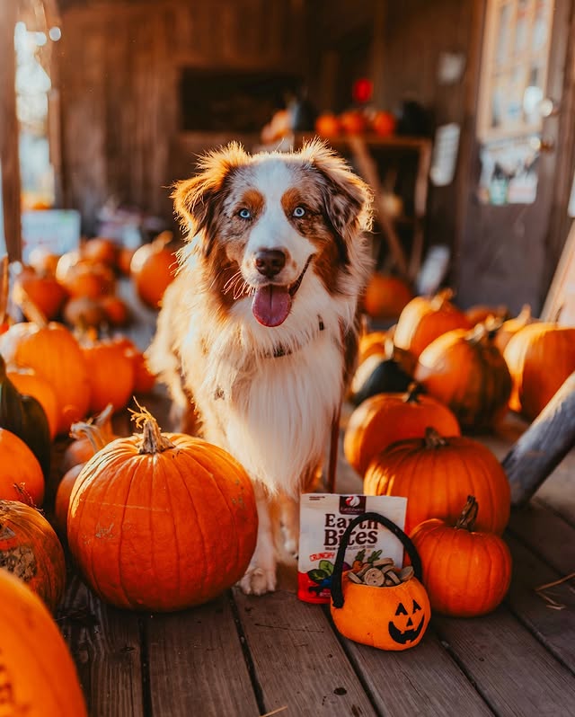 Instagram post by @ourwildaussies for Earthborn Holistic Pet Food. Caption reads: no tricks, just treats, pls 🎃😉....