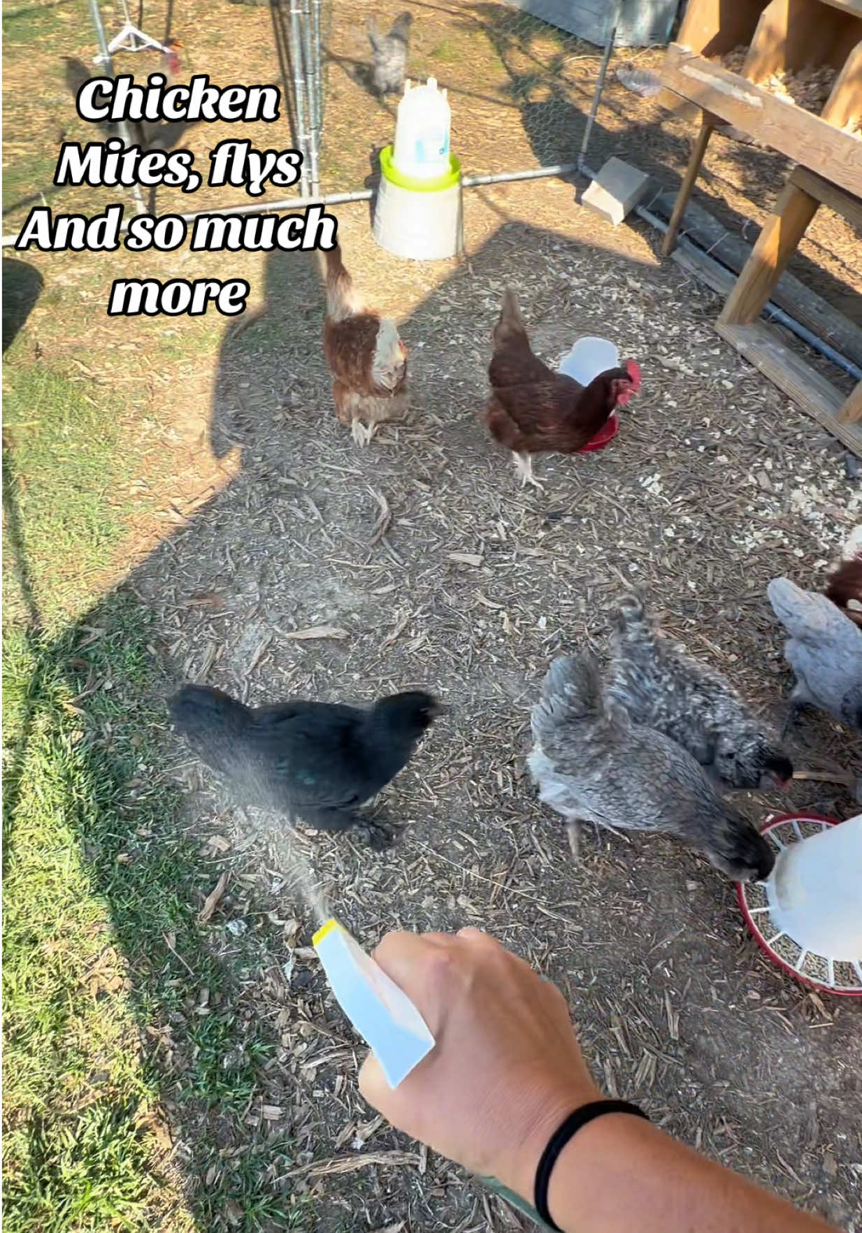 TikTok post by @breehoneycutt for Reliant Pet. Caption reads: [...] to deal with chicken mites and lice @Reliant....