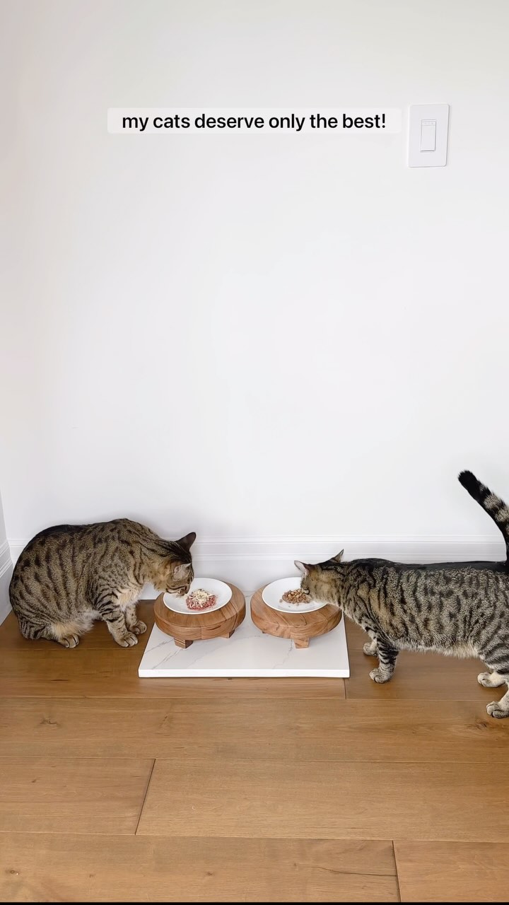 Instagram post by @dexterboycat for Pet Valu. Caption reads: #ad Come shopping with me at Pet Valu, Canada’s....