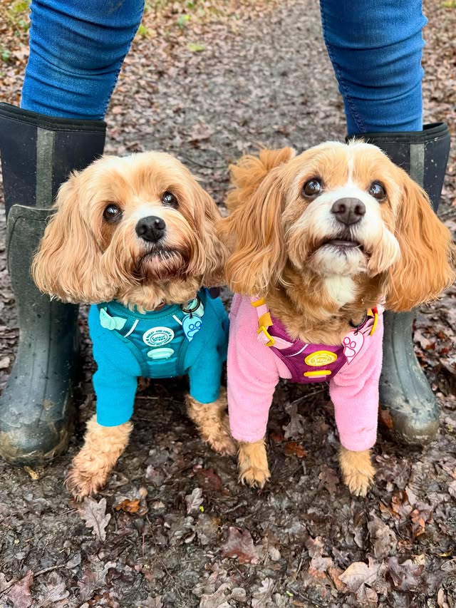 Instagram post by @rodneyandmabel_the_cavapoos for Bailey and Coco. Caption reads: [...] and us Monday! 🥾💙🩷🥾 Harnesses....