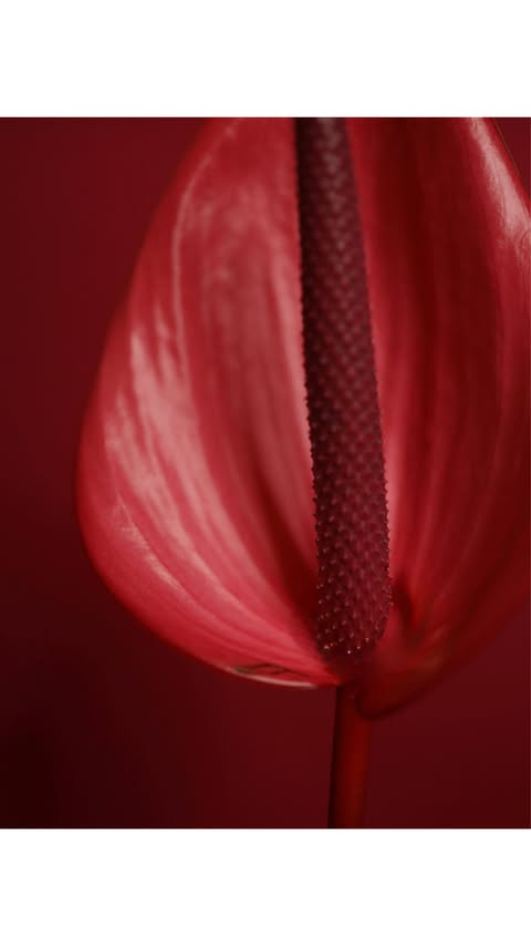 Instagram post by @cherifaakili for EDITED. Caption reads: anzeige* fit of the day 🤎 @editedofficial 

get....