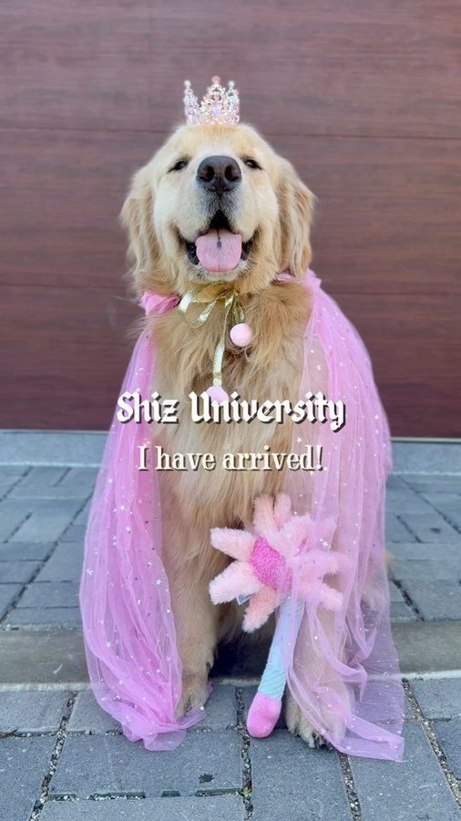 Instagram post by @chasin_chester for BarkBox. Caption reads: Things are looking Wickedly cute @bark this month!....