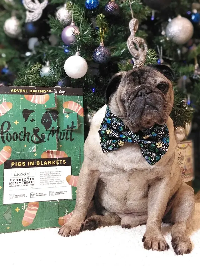 Instagram post by @lilrascalpug for Pooch and Mutt. Caption reads: [...] Pigs in Blankets Advent Calendar....