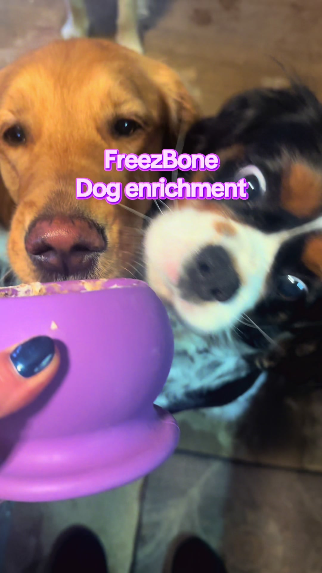 TikTok post by @wagsonthewater for Freezbone. Caption reads: FreezBone. Dogs favorite enrichment. Our dogs....