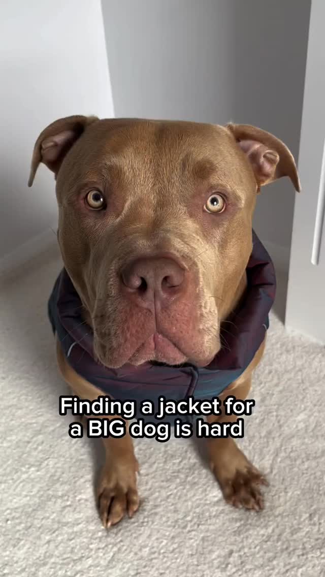 Instagram post by @justgunnerstunner for Spark Paws. Caption reads: Do NOT let your dog freeze this winter!! 🥶❄️🐶....