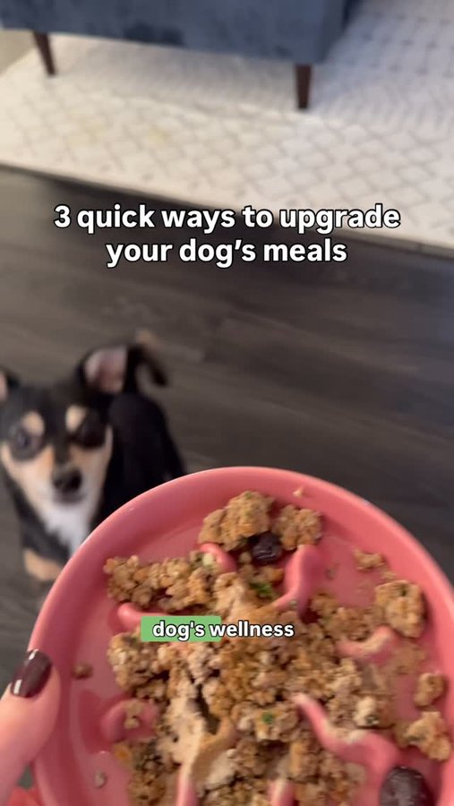 Instagram post by @doctorwolfe.dvm for Fera Pets. Caption reads: It’s crucial to work on building your pet’s....