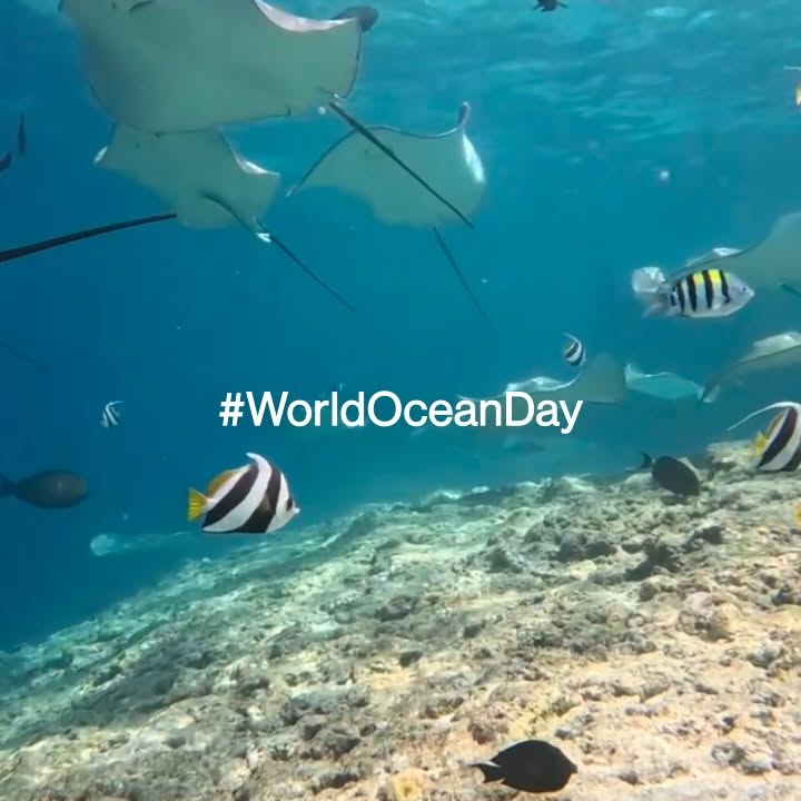 Instagram post by @mancinoroberta for Yamamay. Caption reads: Join us in celebrating World Oceans Day! 🌊
At....