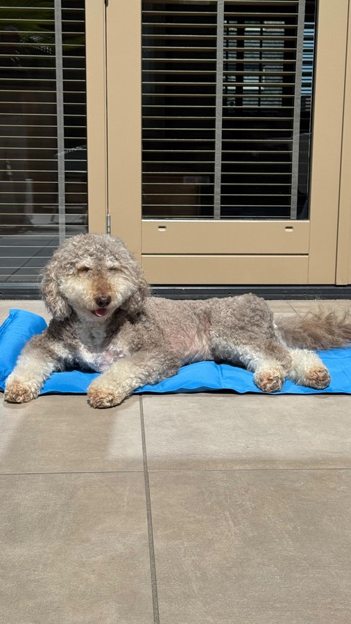 Instagram post by @dutch_labradoodles for Pecute. Caption reads: [...] with the magic blue cooling mat from....