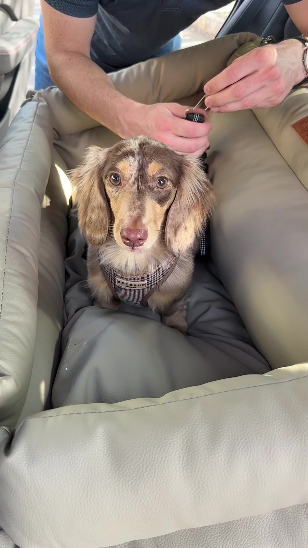 TikTok post by @thedachshunds.fam for FunnyFuzzy. Caption reads: [...] pup safe and comfy on every ride with....