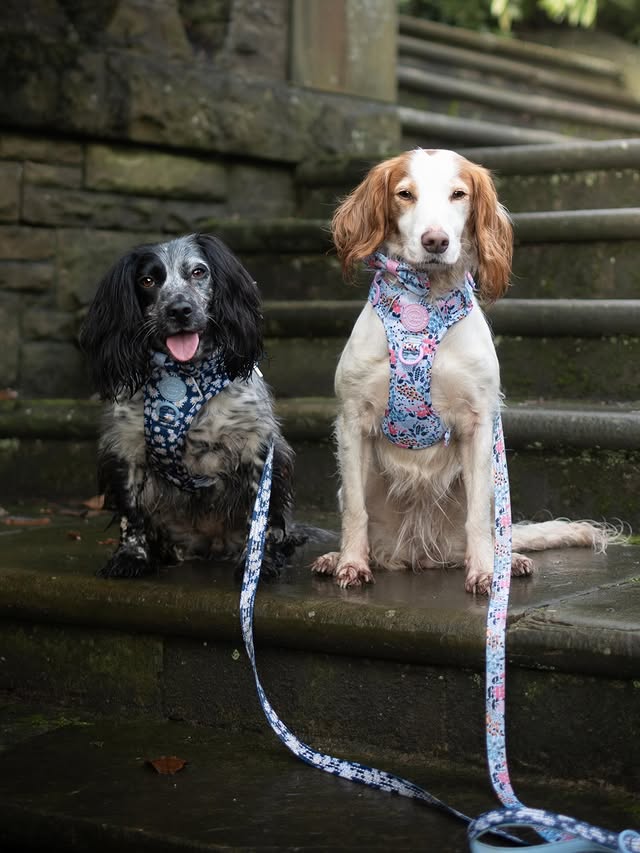 Instagram post by @gooseberry_cocker for Bailey and Coco. Caption reads: [...] spring ready with the GORGEOUS new....
