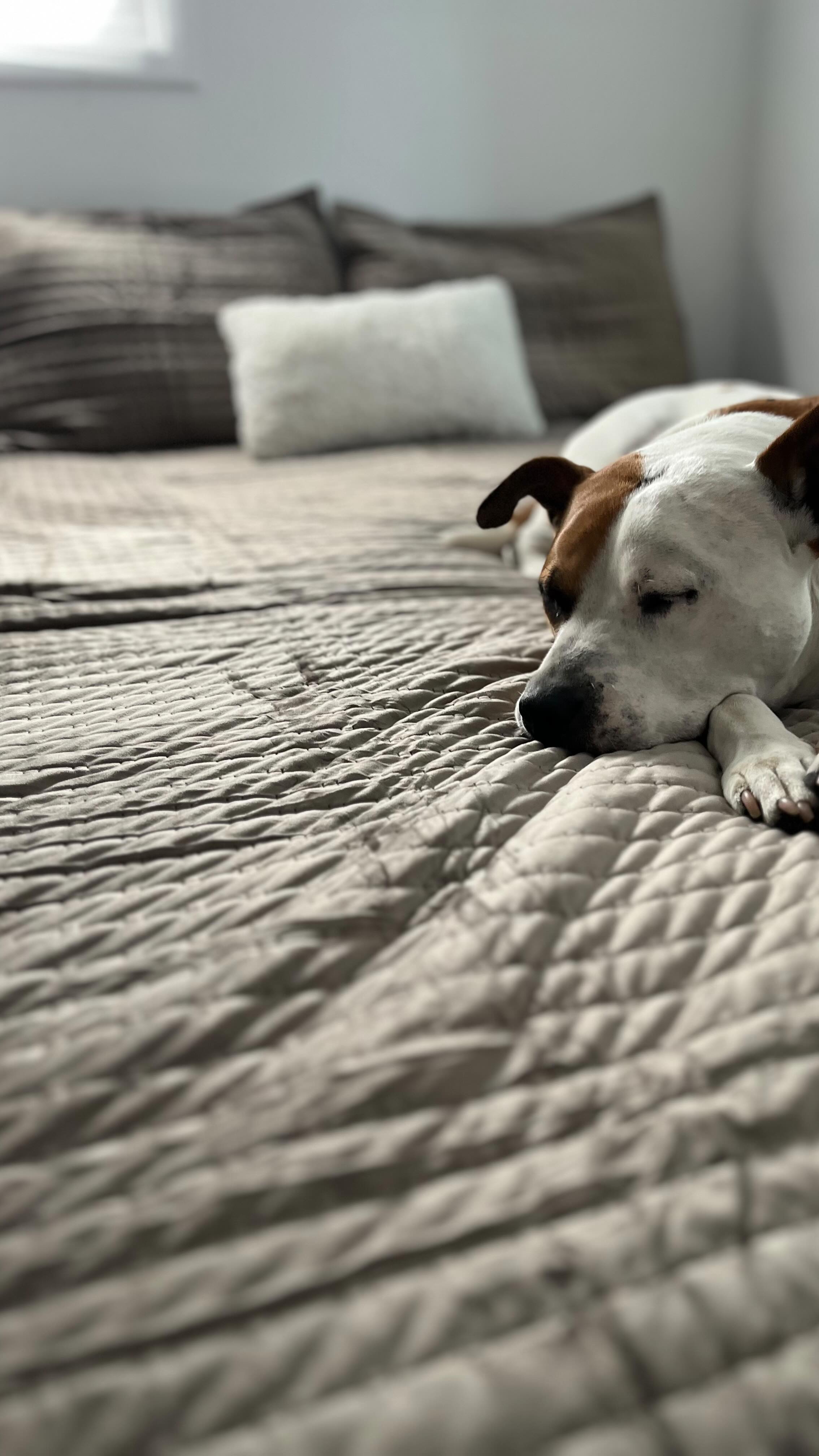 Instagram post by @coffeedreamsandmilkbonewishes for Stack Influence. Caption reads: 💎💎💎💎

✨ Bubba’s Luxe Home Tour: Bedding....