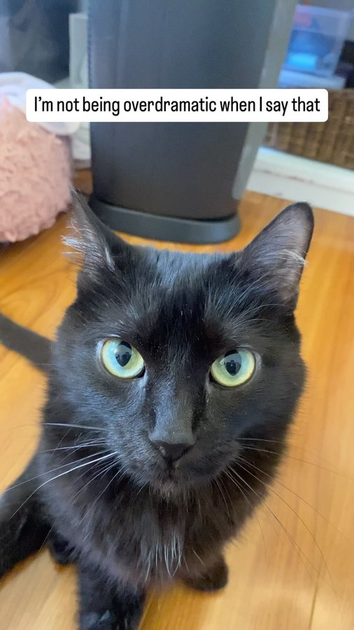 Instagram post by @no_ordinary_housecats for Uahpet. Caption reads: We love our Zero Wireless Fountain from UAHPet!....