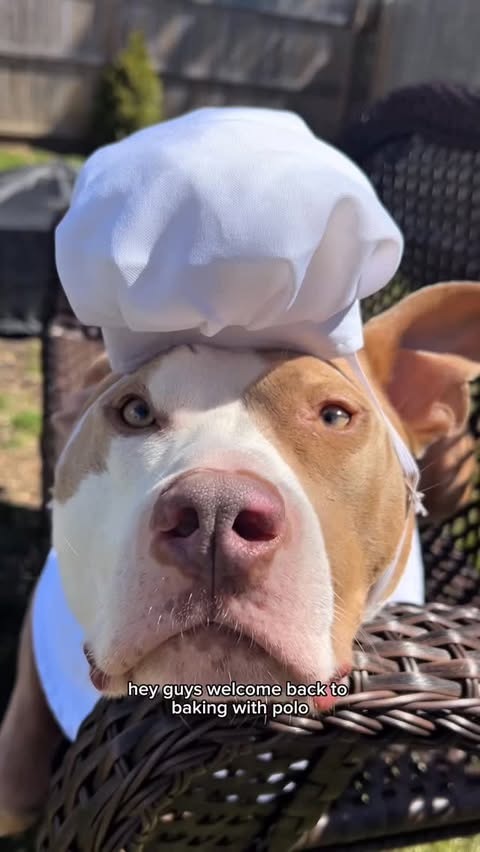 Instagram post by @polothepittie for Earthborn Holistic Pet Food. Caption reads: Nothing like a tasty treat outside enjoying our....