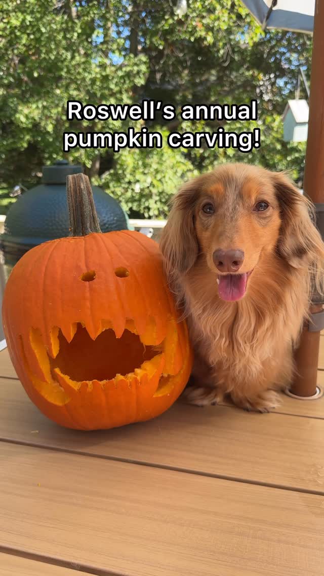 Instagram post by @roswell_weenie for Wellness Pet Food. Caption reads: It’s time for Roswell’s annual pumpkin carving!....